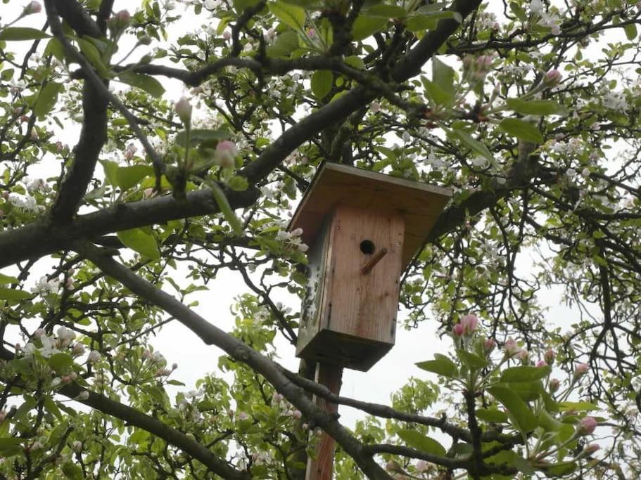 Ferienwohnung Im Vogelhaus Mit Dachterasse Und Grossem Garten Calau Exterior foto